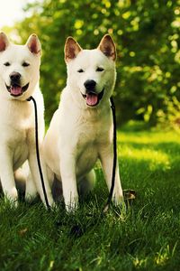 Preview wallpaper akita inu, grass, dog, couple