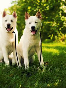 Preview wallpaper akita inu, grass, dog, couple