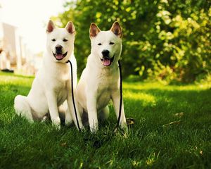 Preview wallpaper akita inu, grass, dog, couple