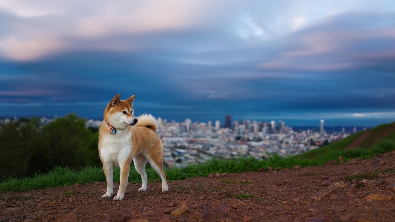 Wallpaper akita inu, hill, dog, nature