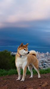 Preview wallpaper akita inu, hill, dog, nature