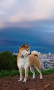 Preview wallpaper akita inu, hill, dog, nature