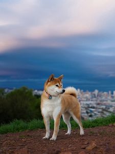 Preview wallpaper akita inu, hill, dog, nature