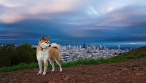 Preview wallpaper akita inu, hill, dog, nature