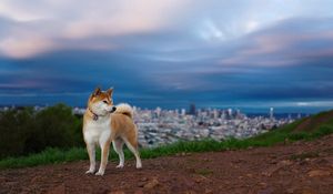 Preview wallpaper akita inu, hill, dog, nature