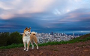 Preview wallpaper akita inu, hill, dog, nature