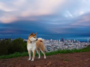 Preview wallpaper akita inu, hill, dog, nature