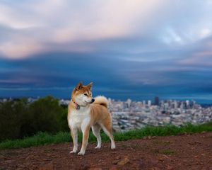 Preview wallpaper akita inu, hill, dog, nature