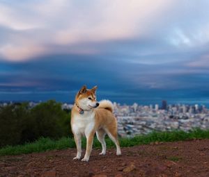 Preview wallpaper akita inu, hill, dog, nature