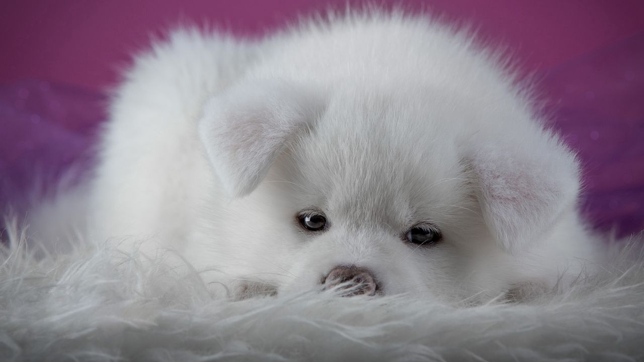 Wallpaper akita inu, puppy, dog, muzzle, fluffy