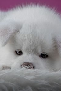 Preview wallpaper akita inu, puppy, dog, muzzle, fluffy