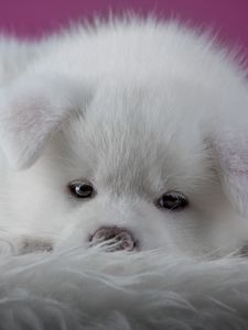 Preview wallpaper akita inu, puppy, dog, muzzle, fluffy