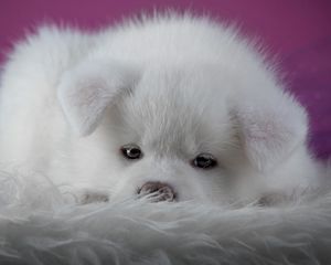 Preview wallpaper akita inu, puppy, dog, muzzle, fluffy