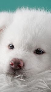 Preview wallpaper akita, puppy, dog, white