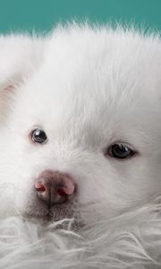 Preview wallpaper akita, puppy, dog, white