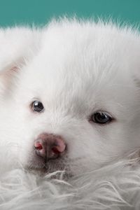 Preview wallpaper akita, puppy, dog, white