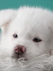 Preview wallpaper akita, puppy, dog, white