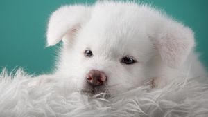 Preview wallpaper akita, puppy, dog, white