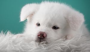 Preview wallpaper akita, puppy, dog, white