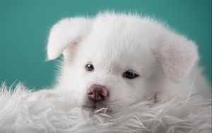 Preview wallpaper akita, puppy, dog, white