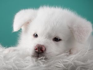 Preview wallpaper akita, puppy, dog, white