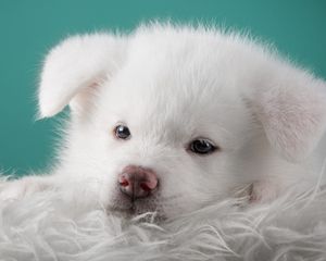 Preview wallpaper akita, puppy, dog, white