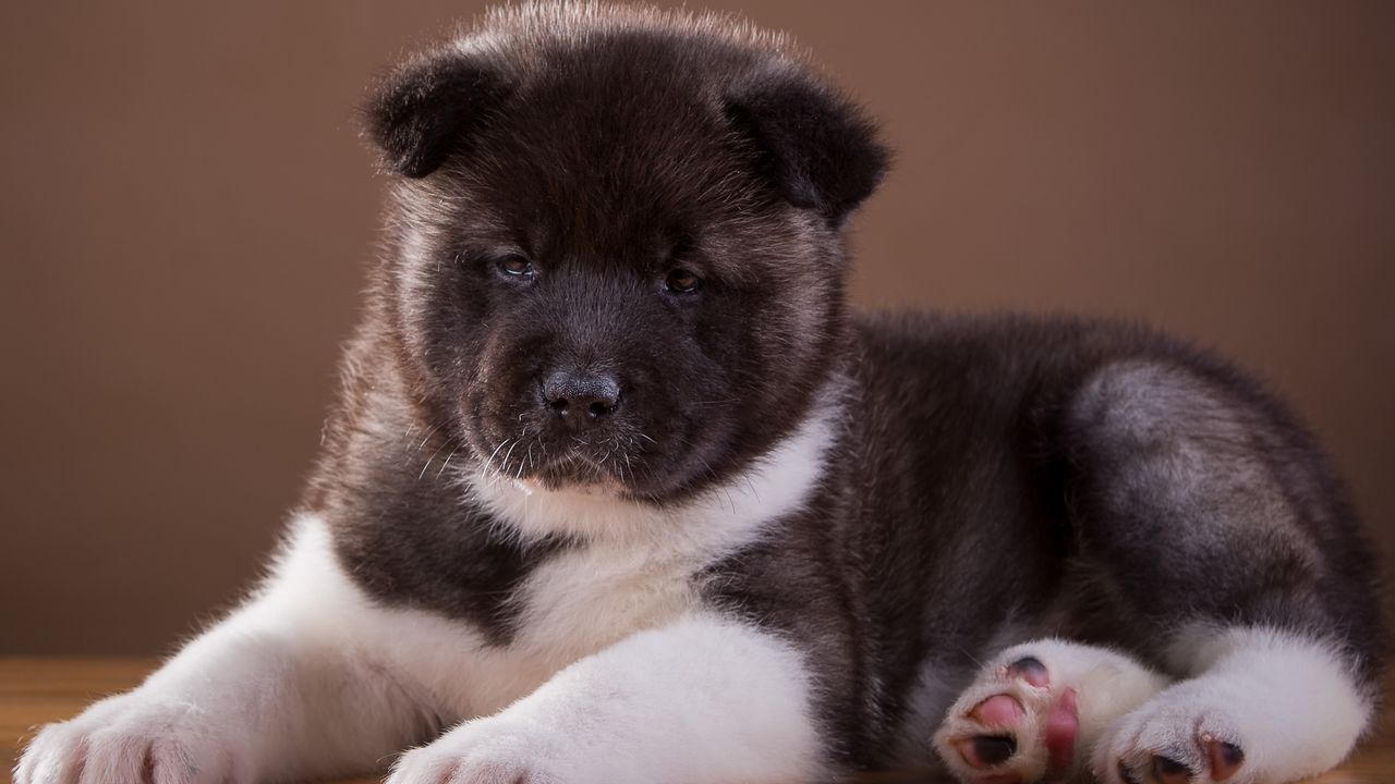 Wallpaper akita, puppy, dog