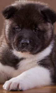 Preview wallpaper akita, puppy, dog