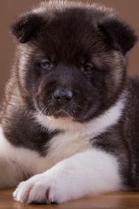 Preview wallpaper akita, puppy, dog