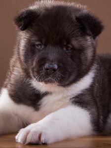 Preview wallpaper akita, puppy, dog