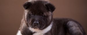 Preview wallpaper akita, puppy, dog