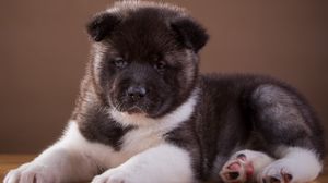 Preview wallpaper akita, puppy, dog