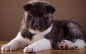 Preview wallpaper akita, puppy, dog