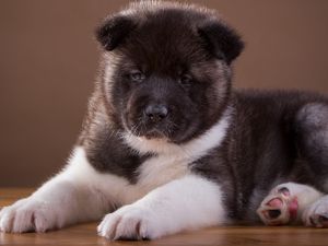 Preview wallpaper akita, puppy, dog