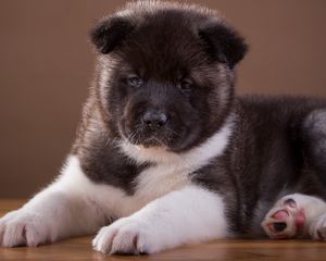 Preview wallpaper akita, puppy, dog