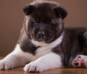 Preview wallpaper akita, puppy, dog