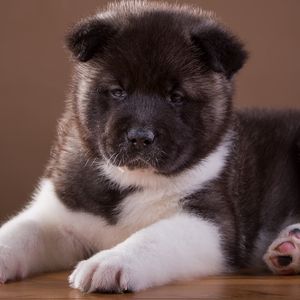 Preview wallpaper akita, puppy, dog