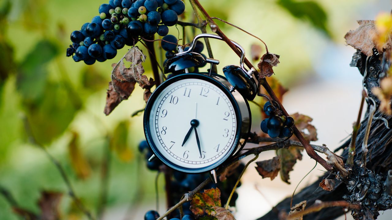 Wallpaper alarm clock, clock, grapes, branches, time