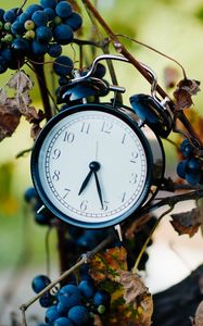 Preview wallpaper alarm clock, clock, grapes, branches, time