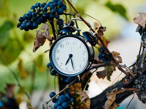 Preview wallpaper alarm clock, clock, grapes, branches, time