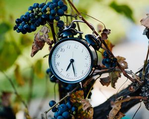 Preview wallpaper alarm clock, clock, grapes, branches, time
