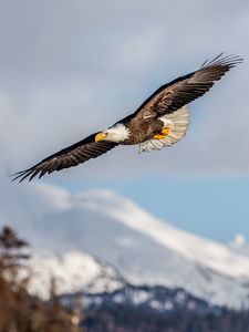 Preview wallpaper alaskan eagle, eagle, bird, wings, flight