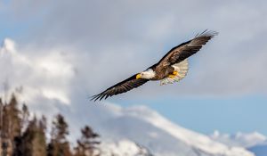 Preview wallpaper alaskan eagle, eagle, bird, wings, flight