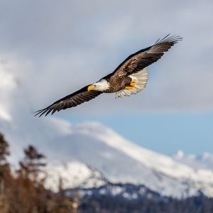 Preview wallpaper alaskan eagle, eagle, bird, wings, flight