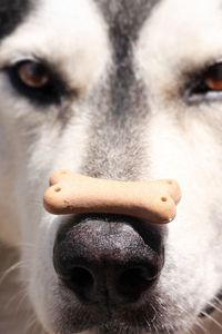 Preview wallpaper alaskan malamute, dog, food, face, nose, spotted
