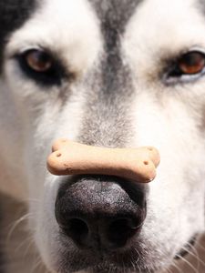 Preview wallpaper alaskan malamute, dog, food, face, nose, spotted