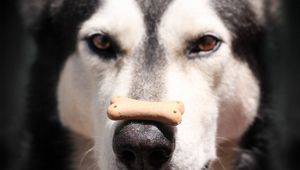 Preview wallpaper alaskan malamute, dog, food, face, nose, spotted