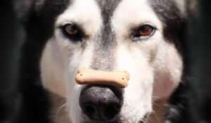Preview wallpaper alaskan malamute, dog, food, face, nose, spotted