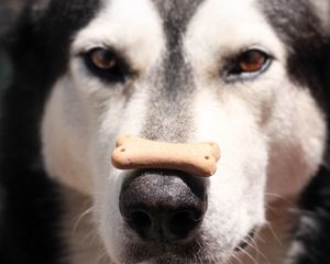 Preview wallpaper alaskan malamute, dog, food, face, nose, spotted