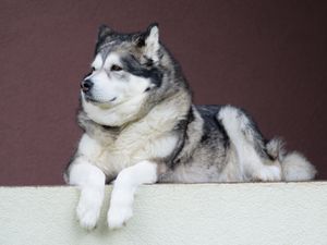 Preview wallpaper alaskan malamute, malamute, dog